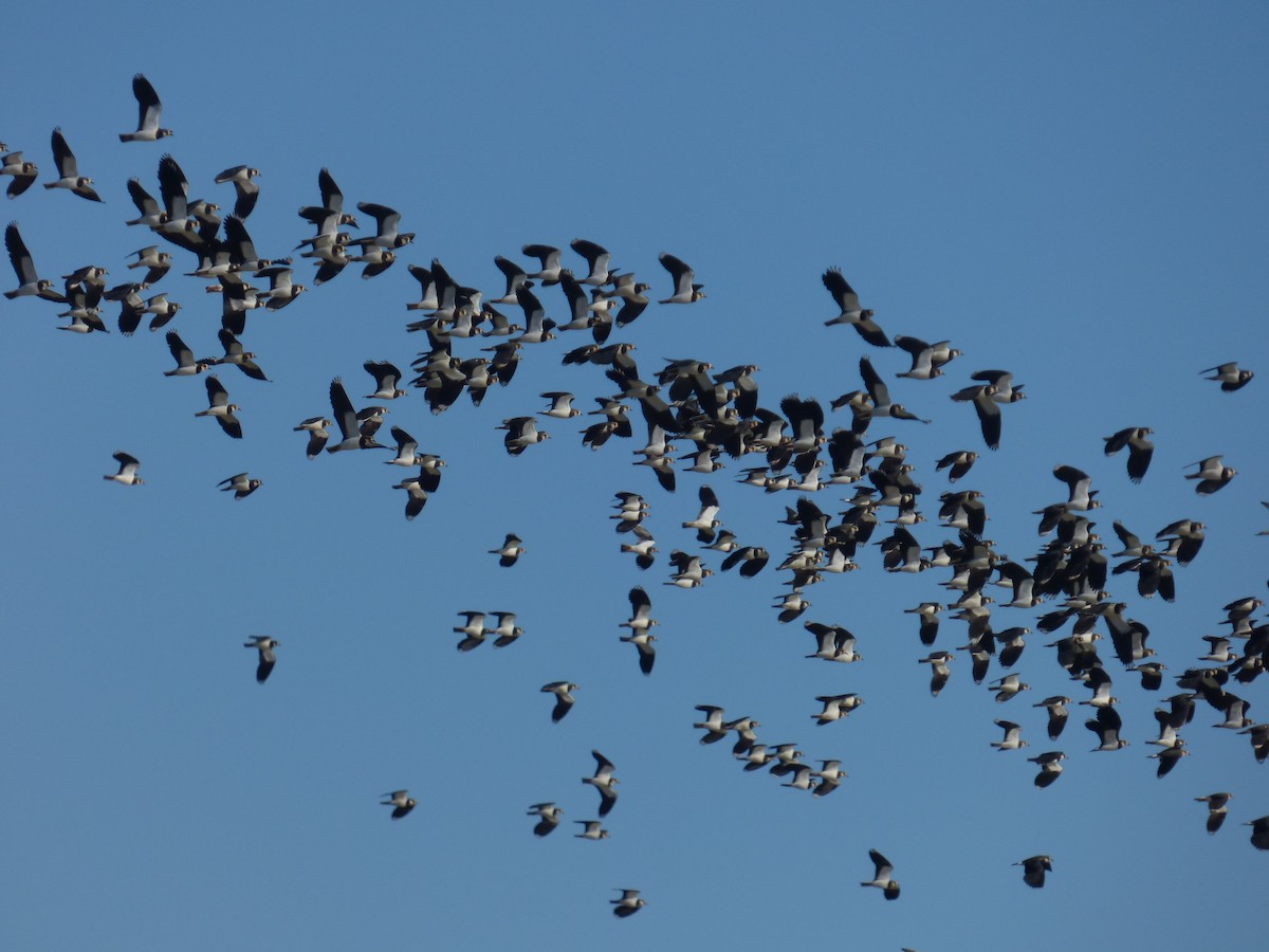 小辮鴴 - ML647902646