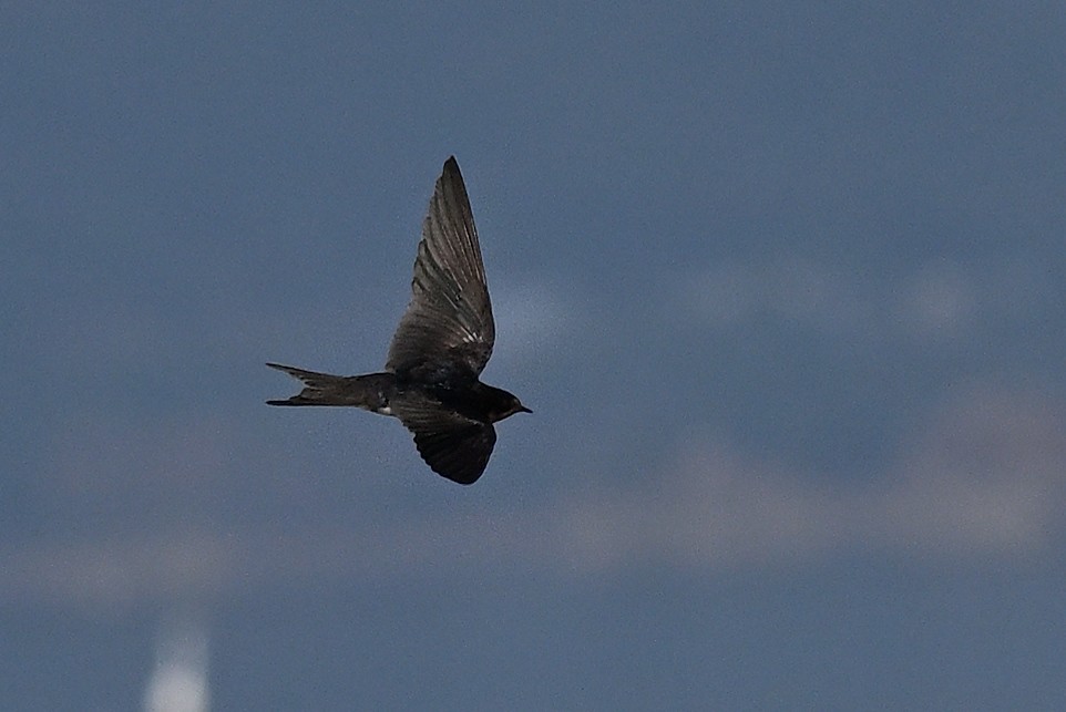 家燕 - ML647902647