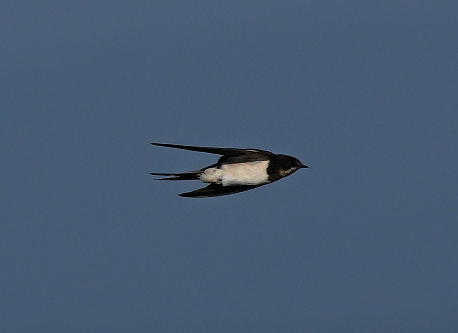 家燕 - ML647902650