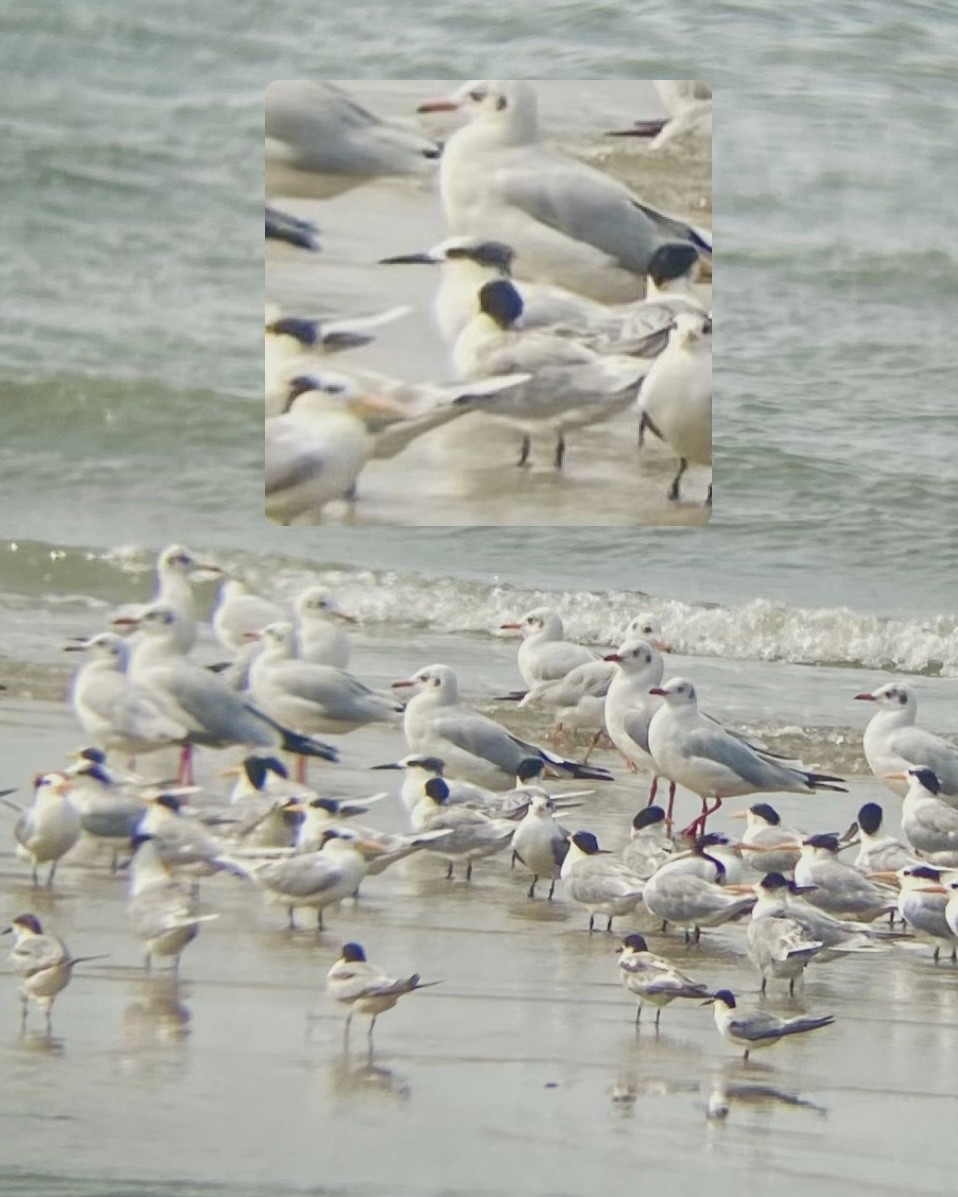 白嘴端燕鷗 - ML647902651