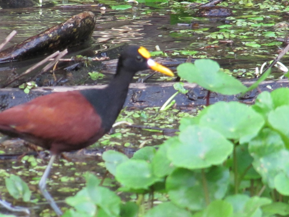 Northern Jacana - ML647902654