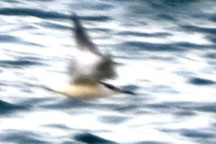 Royal Tern - ML647902660