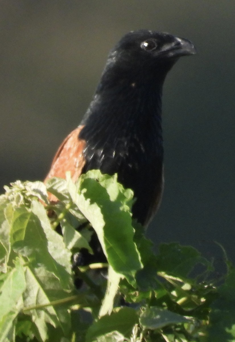 Black Coucal - Bradley Fouche