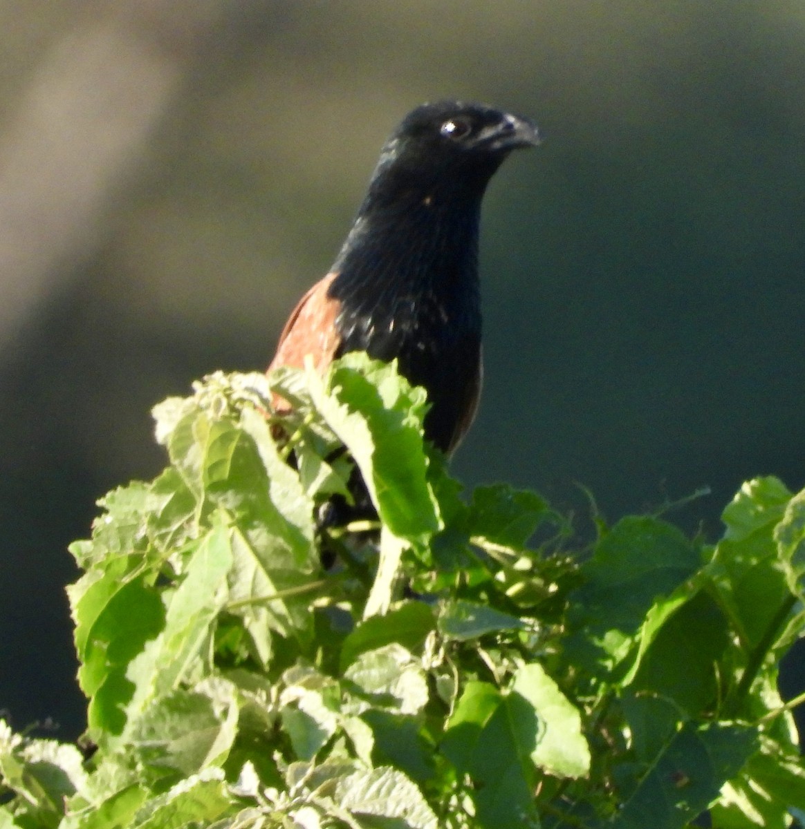 Black Coucal - ML647902675