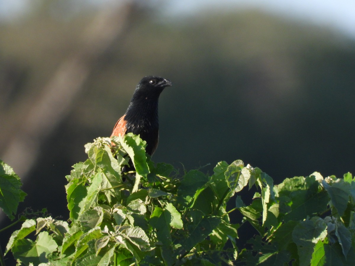 Black Coucal - ML647902676