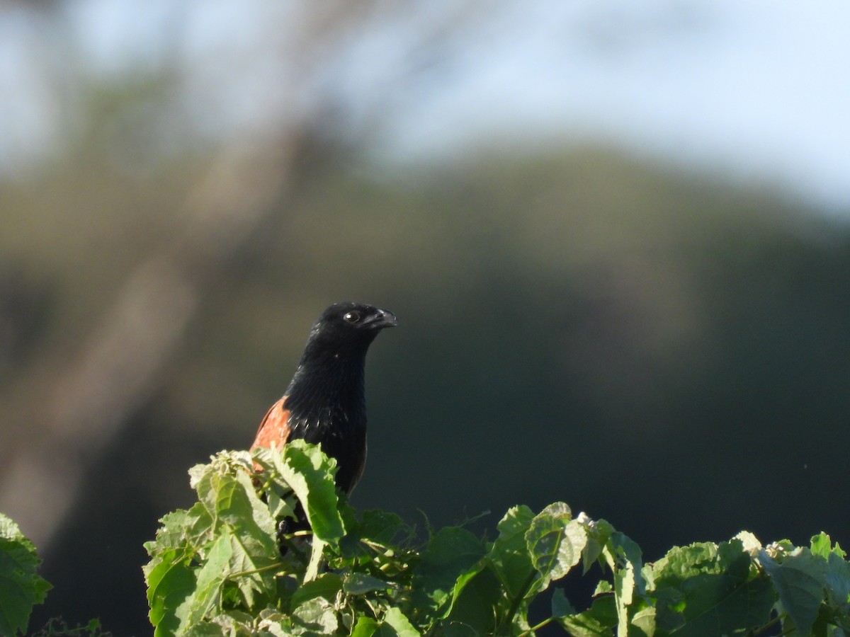 Black Coucal - ML647902677