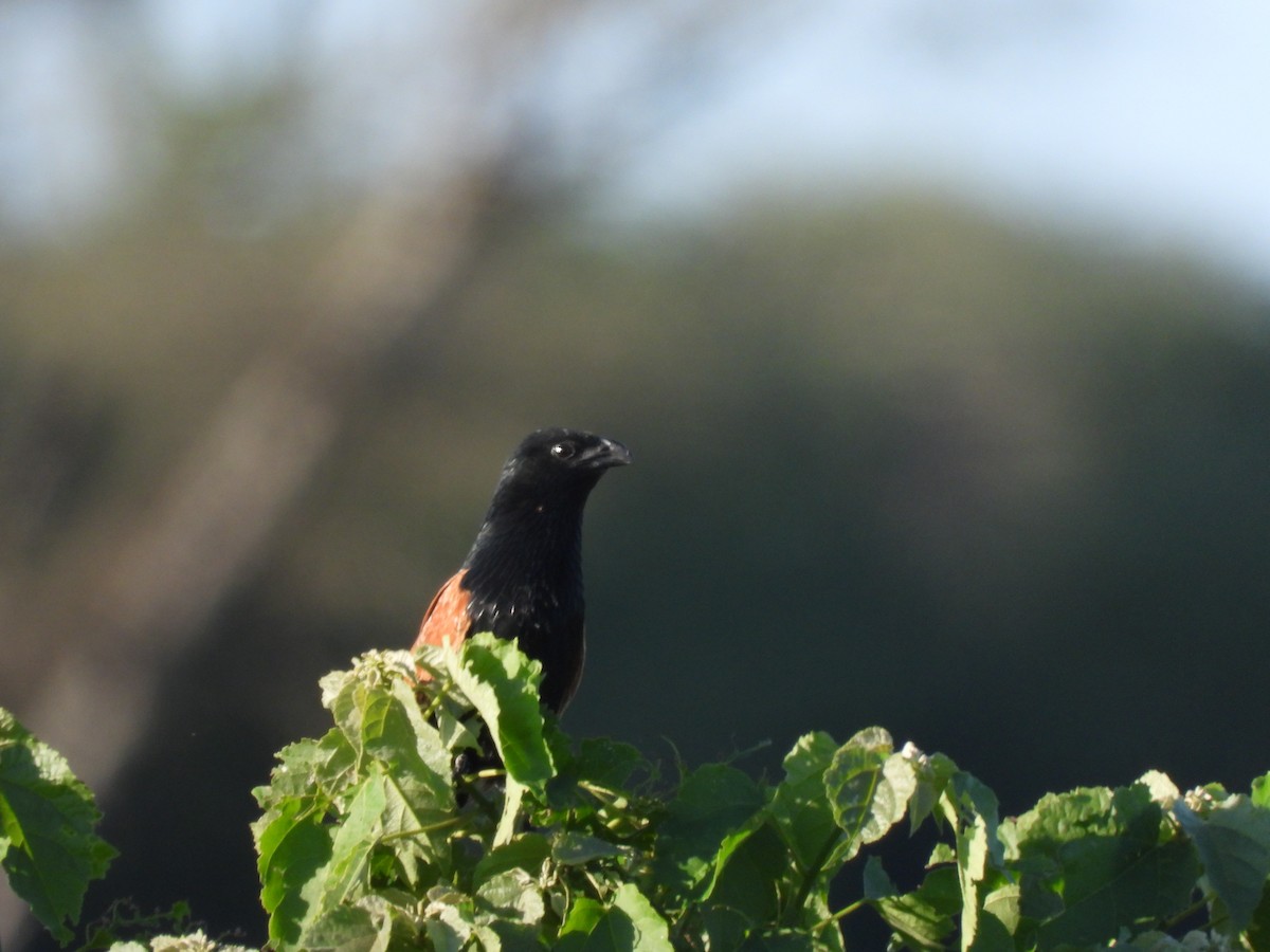 Black Coucal - ML647902678