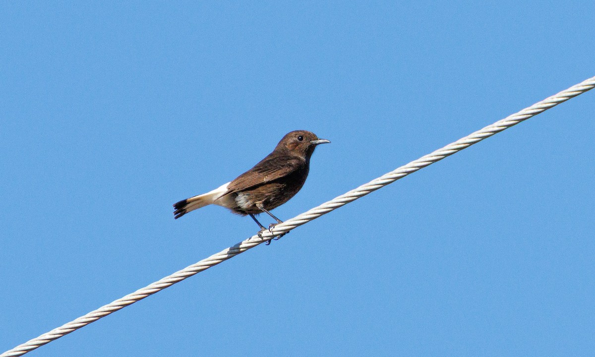 Traquet rieur - ML647902684