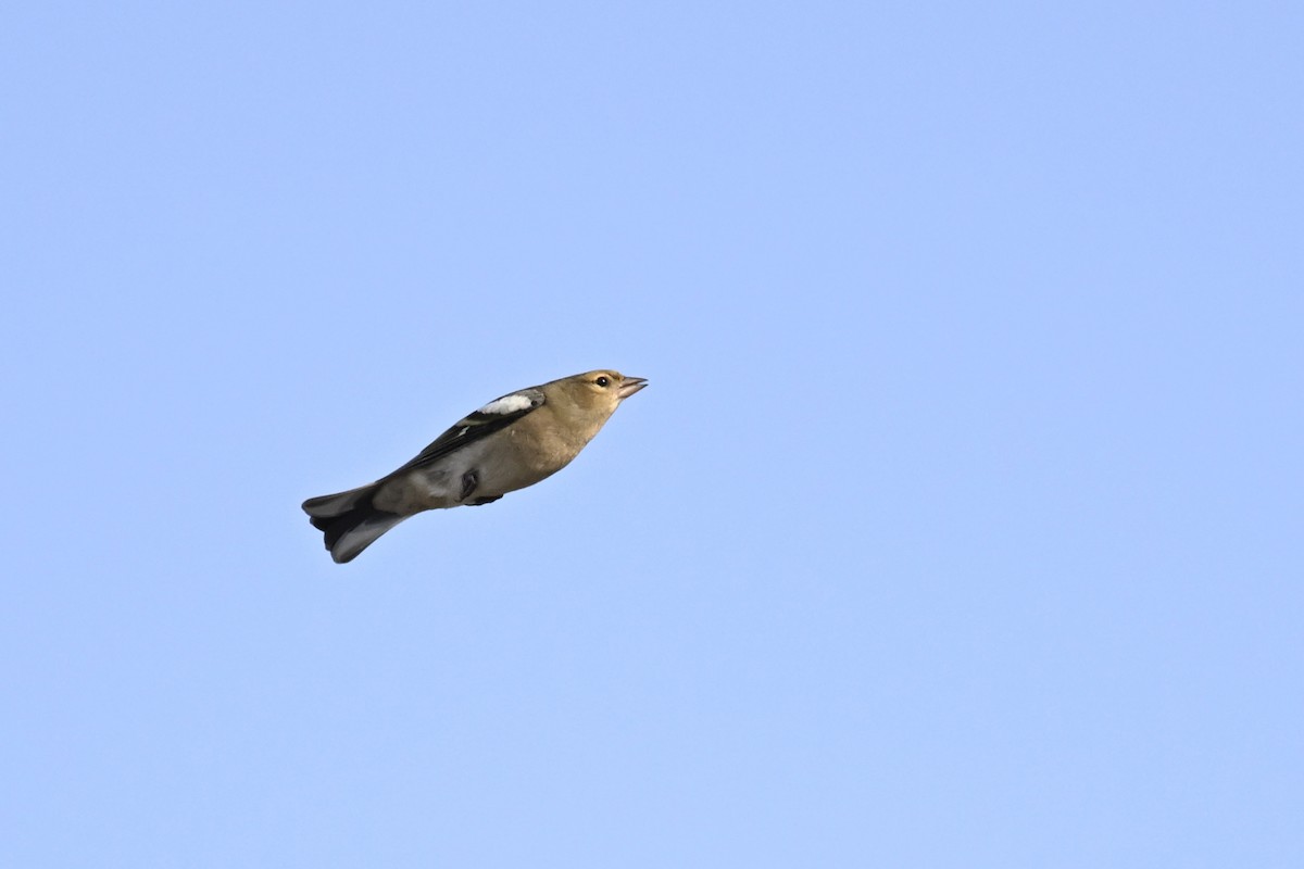 Pinson des arbres - ML647902706