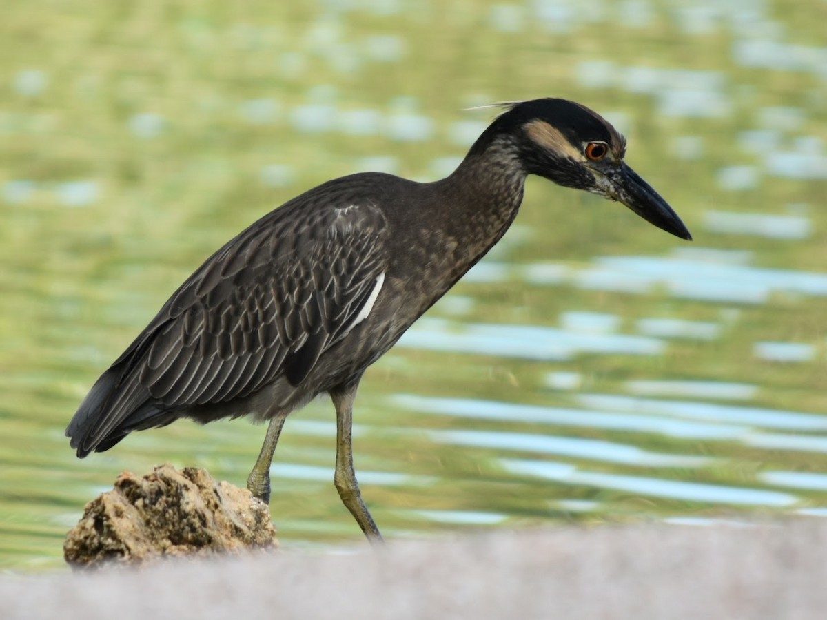 Yellow-crowned Night Heron - ML647902733