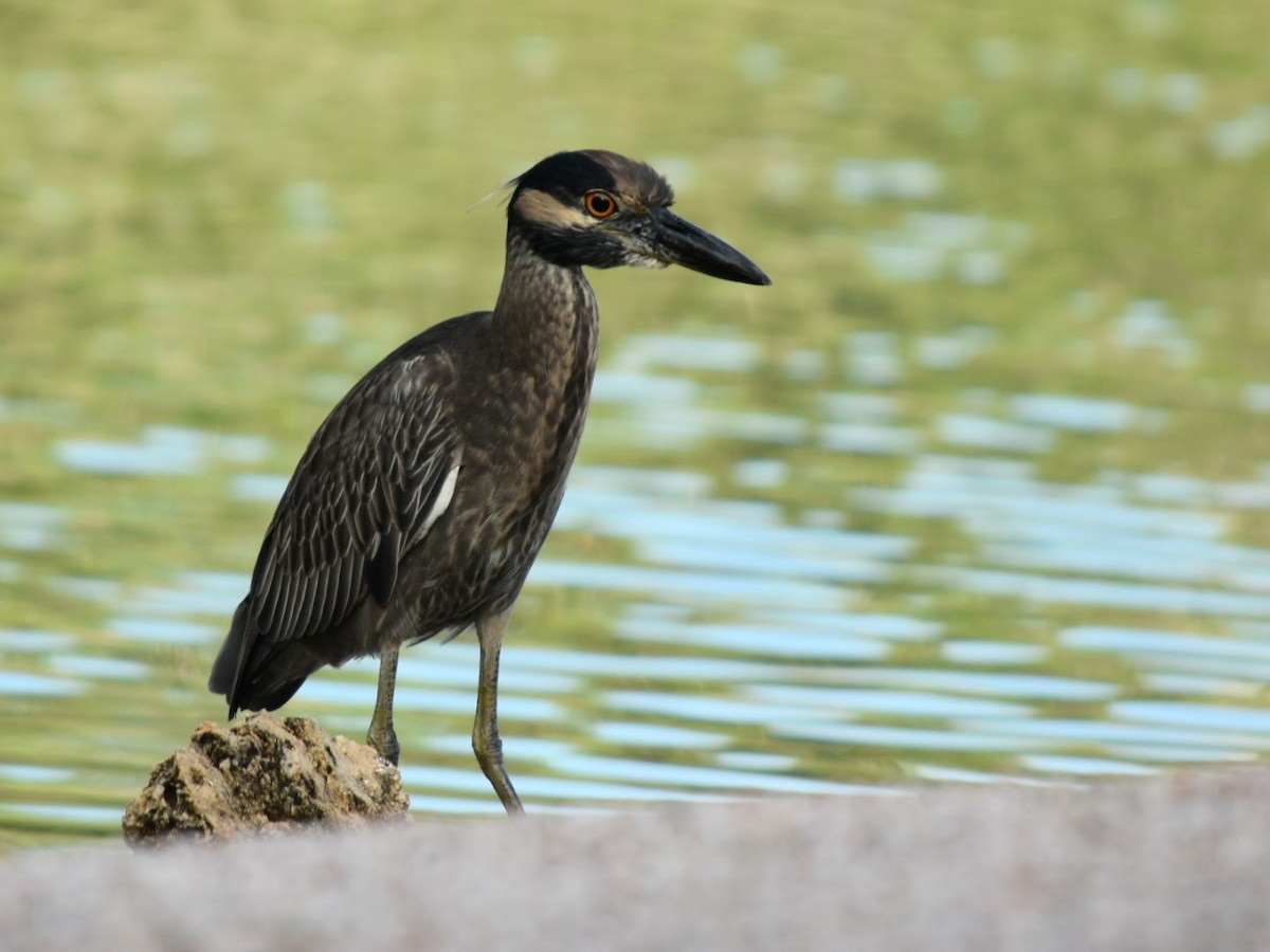Yellow-crowned Night Heron - ML647902734