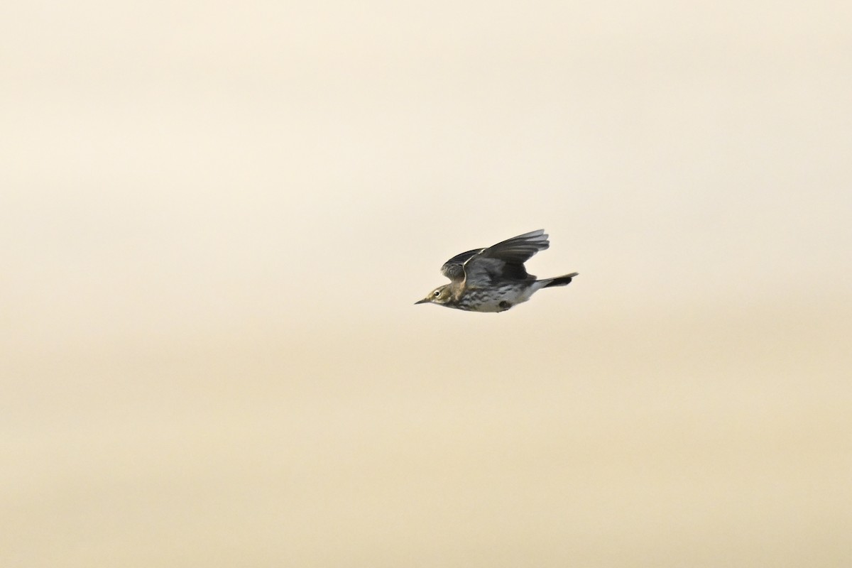 Pipit farlouse - ML647902755