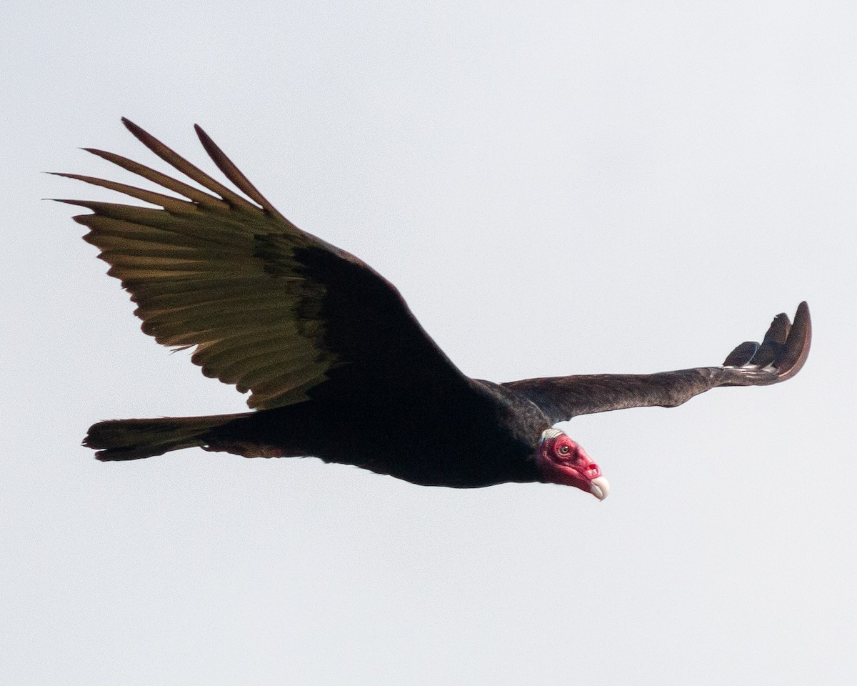 Urubu à tête rouge - ML647902756