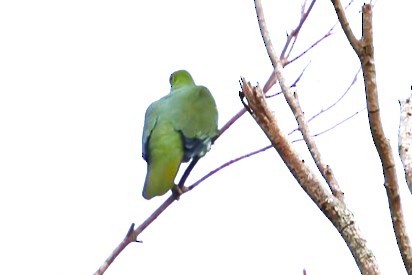 Colombar de Siebold - ML647902758