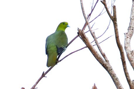 Colombar de Siebold - ML647902760