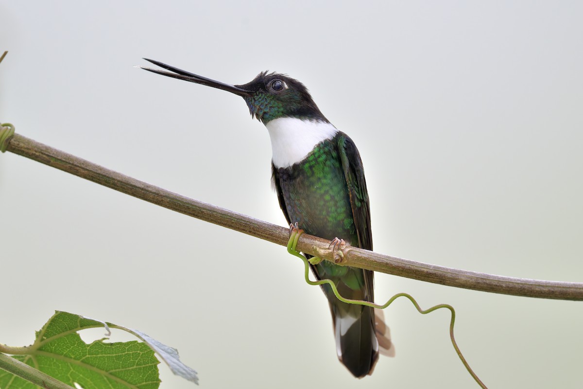 Inca à collier - ML647902761