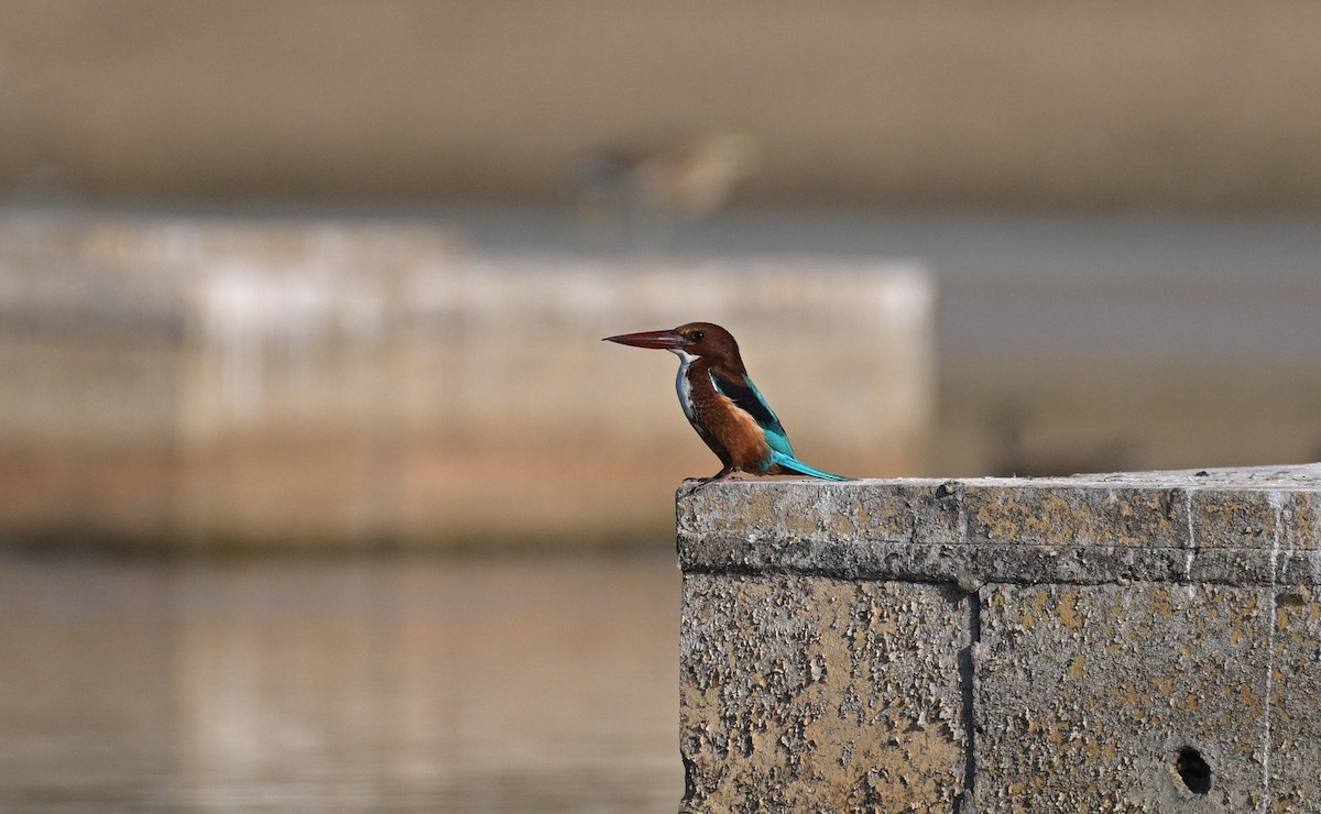 Martin-chasseur de Smyrne - ML647902765