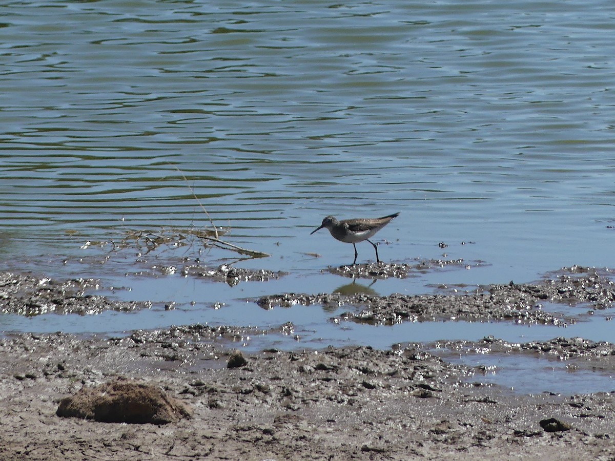 Chevalier solitaire - ML647902769