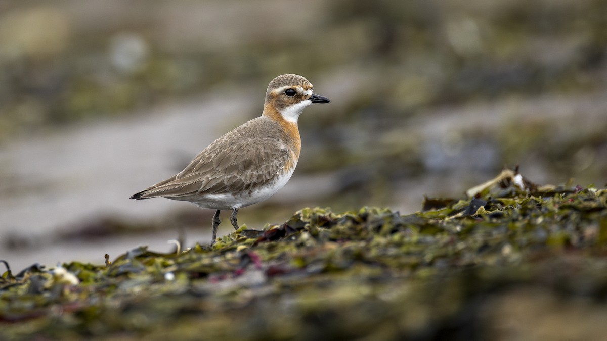 Pluvier de Mongolie - ML647902771