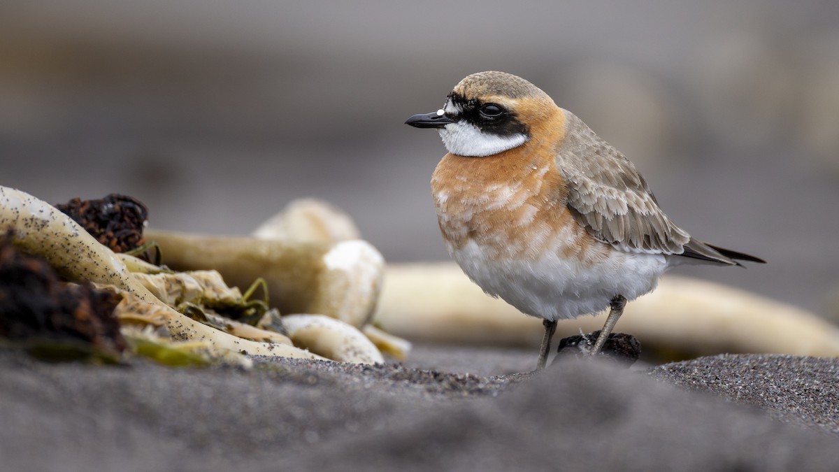 Pluvier de Mongolie - ML647902772