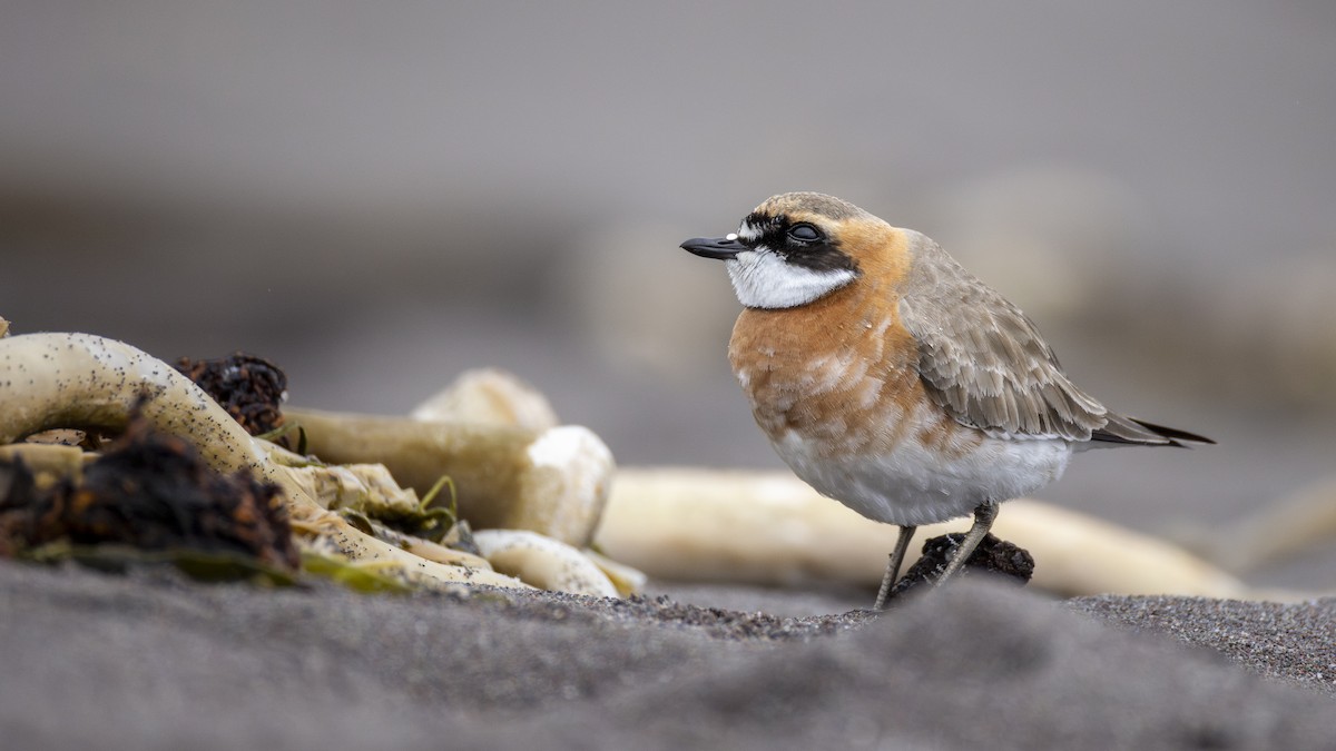 Pluvier de Mongolie - ML647902773