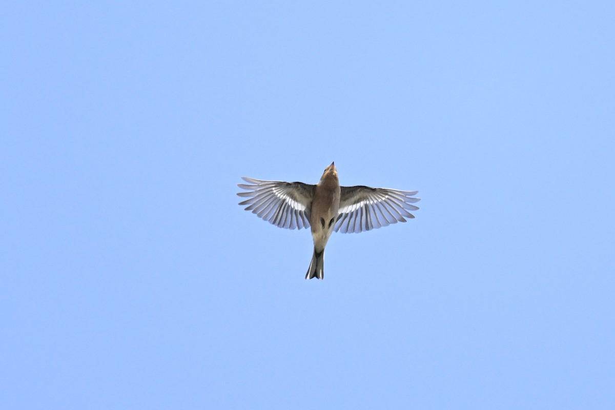 Pinson des arbres - ML647902774