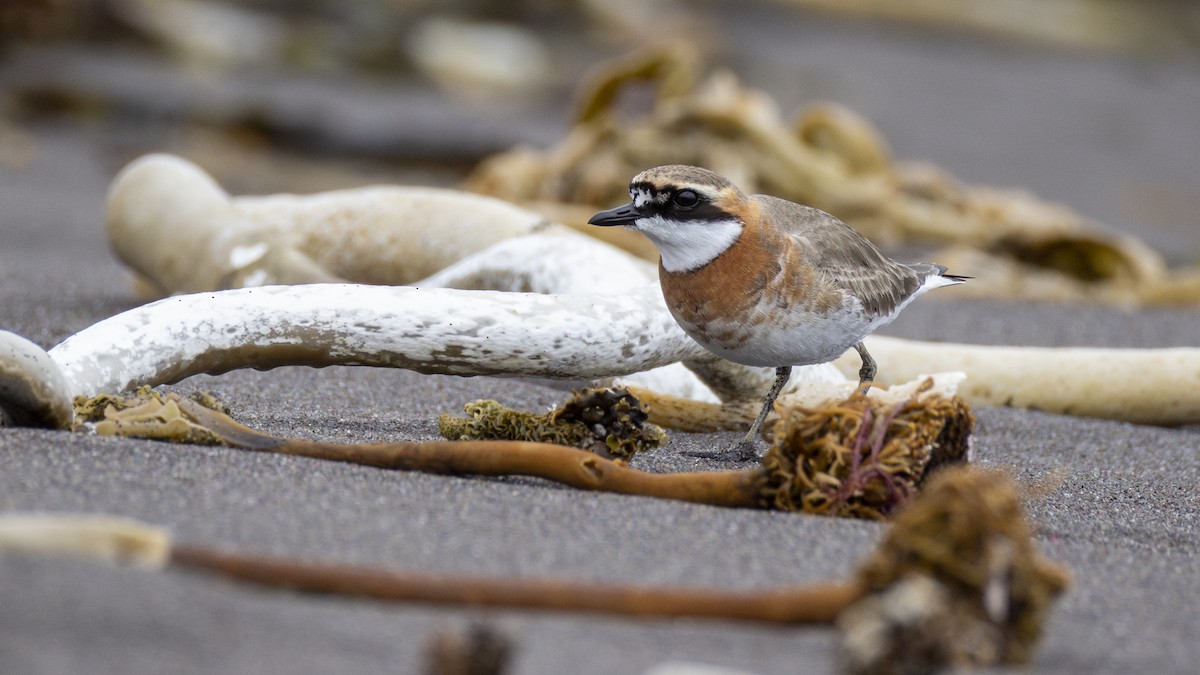 Pluvier de Mongolie - ML647902776