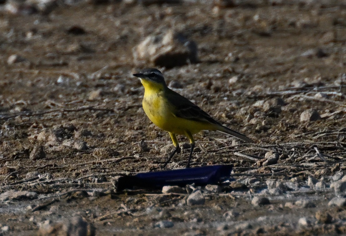 Bergeronnette printanière - ML647902779