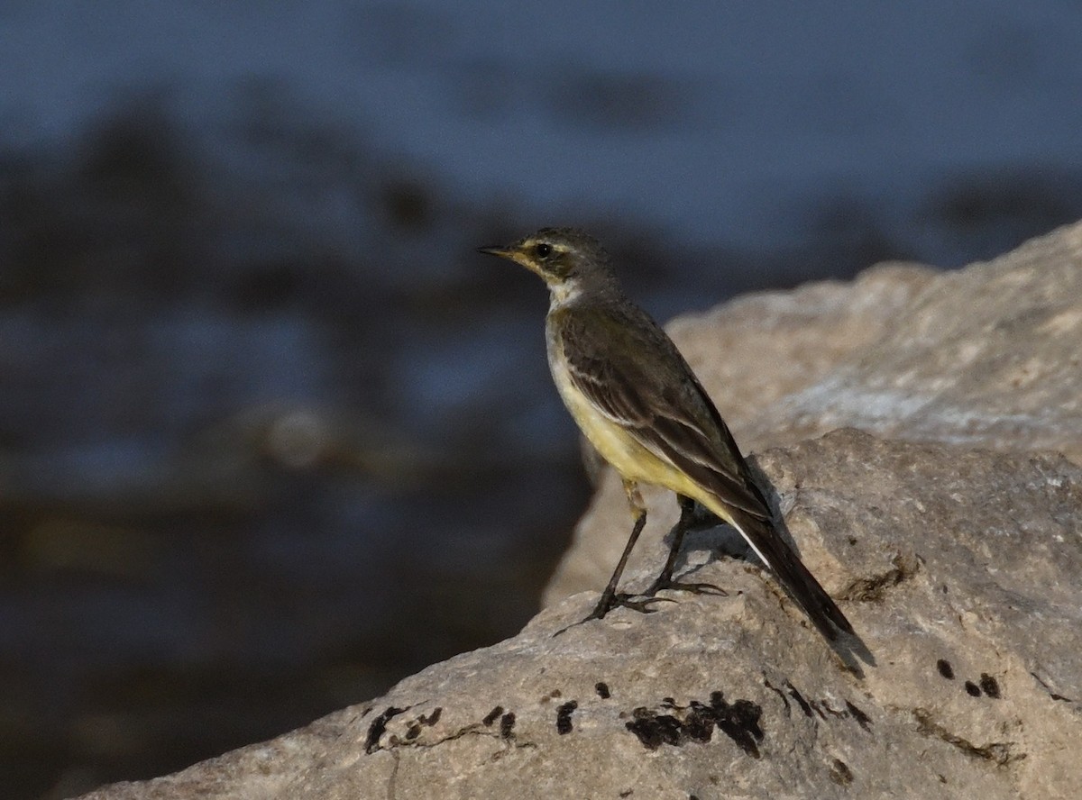 Bergeronnette printanière - ML647902780