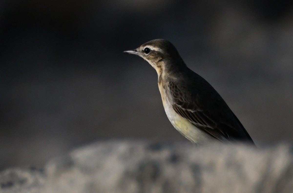 Bergeronnette printanière - ML647902781