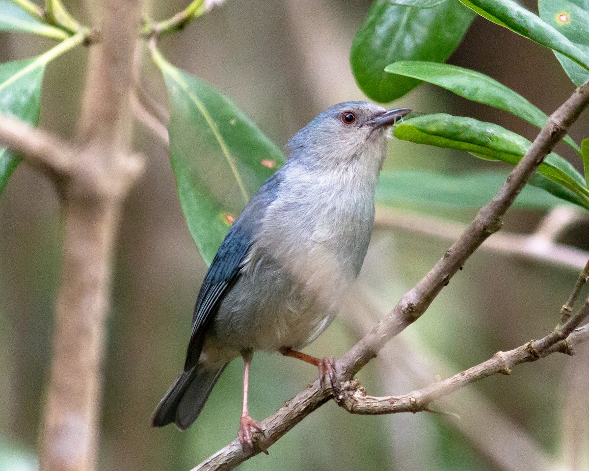 Conirostre bicolore - ML647902782