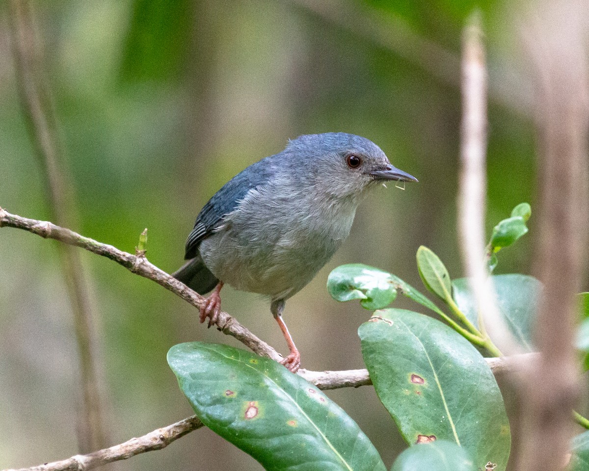 Conirostre bicolore - ML647902783