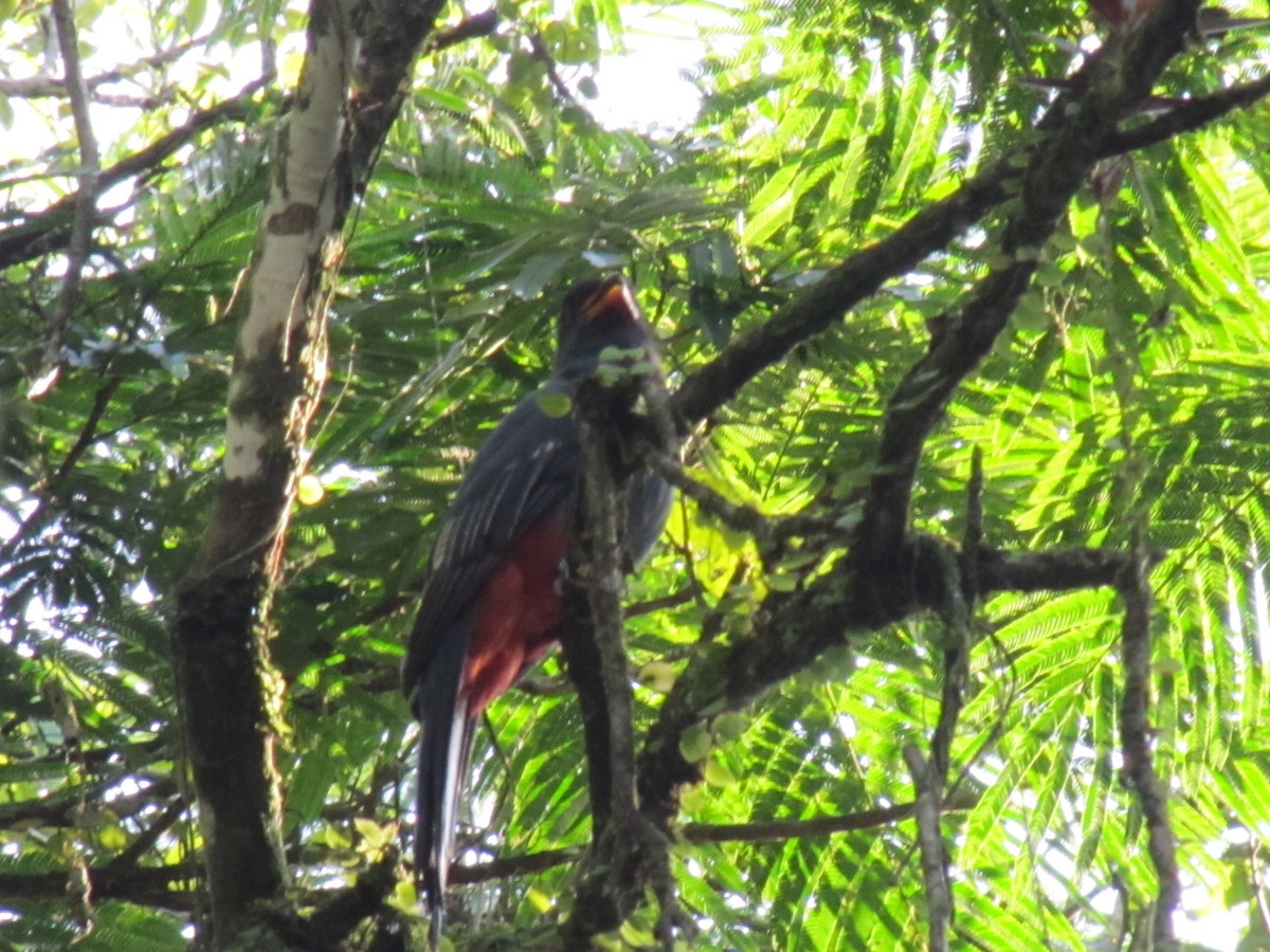 Trogon de Masséna - ML647902784