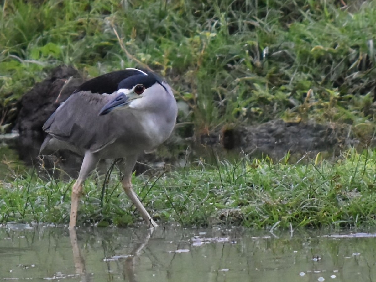 Bihoreau gris - ML647902785