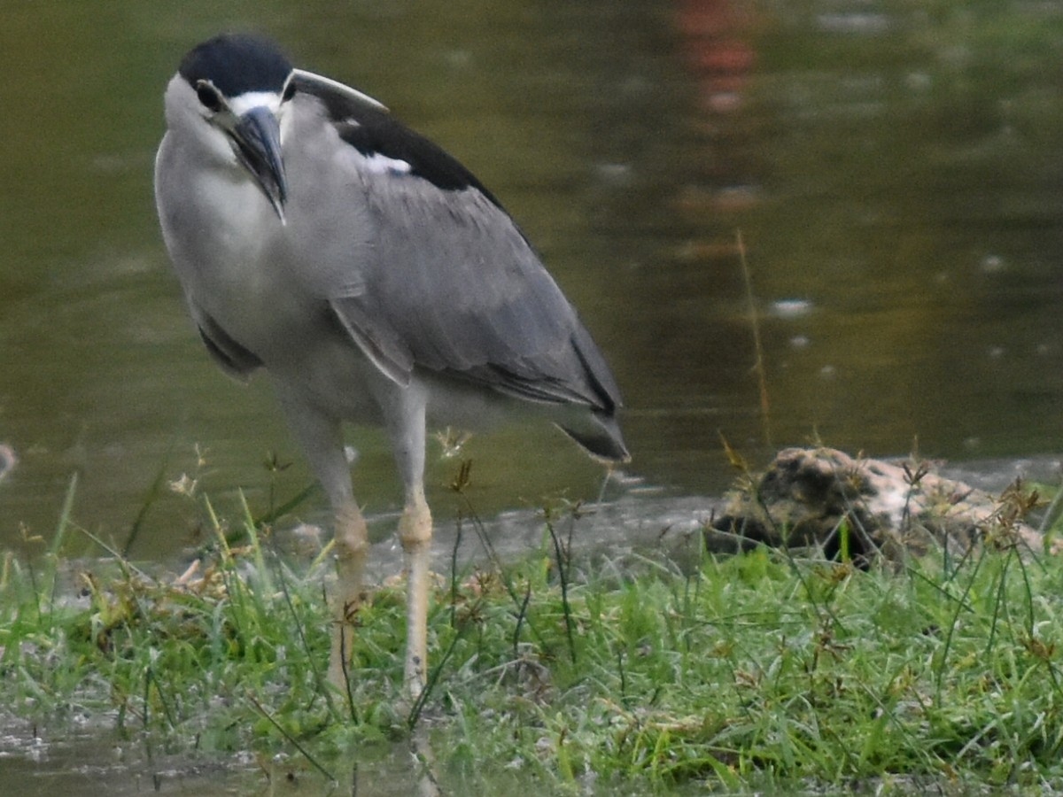 Bihoreau gris - ML647902786