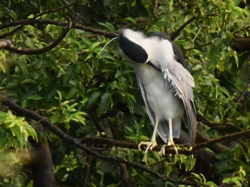 Bihoreau gris - ML647902787