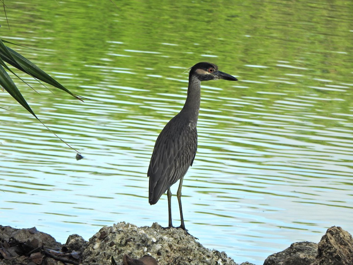 Yellow-crowned Night Heron - ML647902824