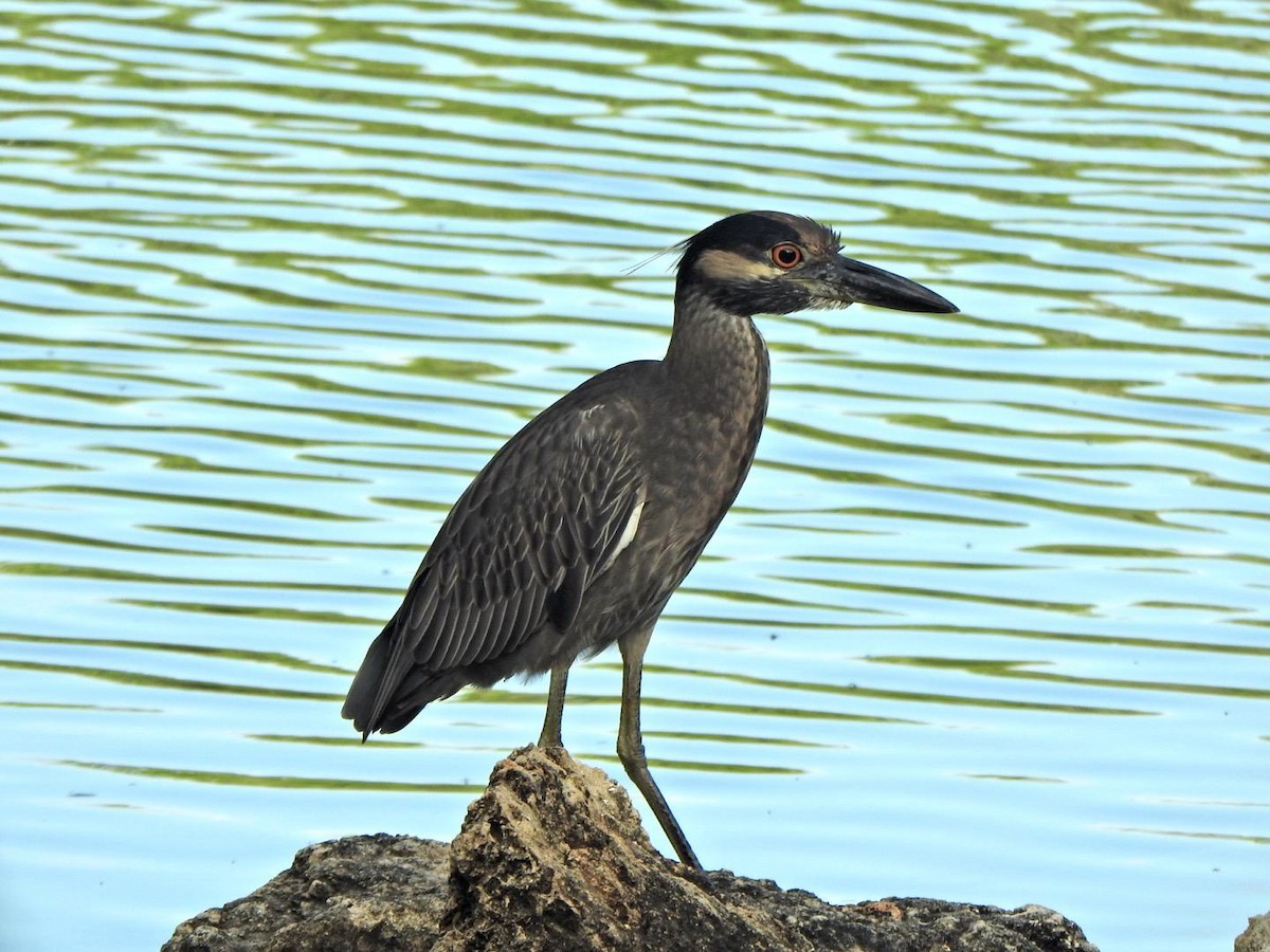 Yellow-crowned Night Heron - ML647902825