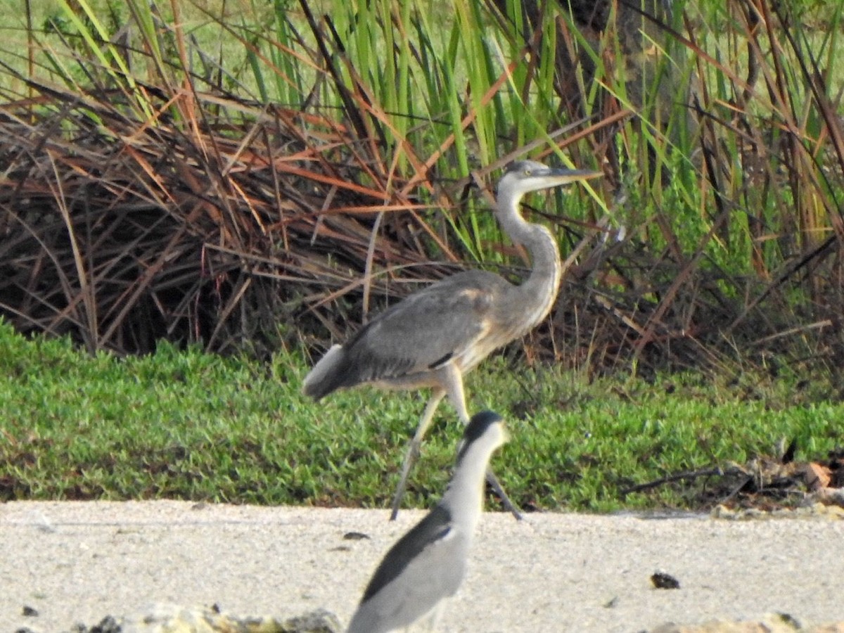 Great Blue Heron - ML647902891
