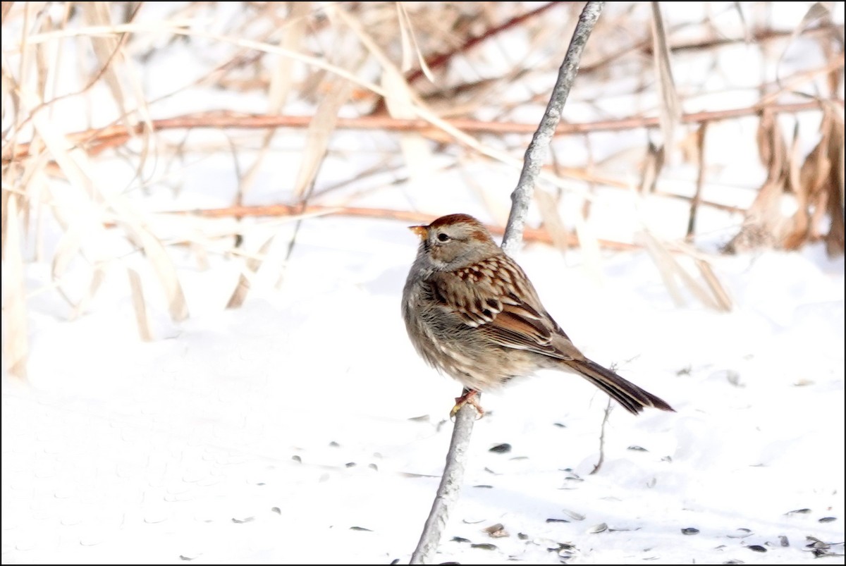 strnadec bělopásý - ML647902899