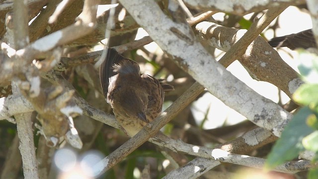 シコンヒワ - ML647902935