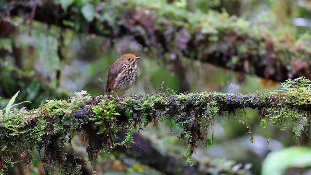 キイロヒメジアリドリ - ML647902984