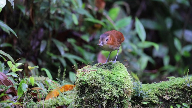 サビイロクリセジアリドリ - ML647903006