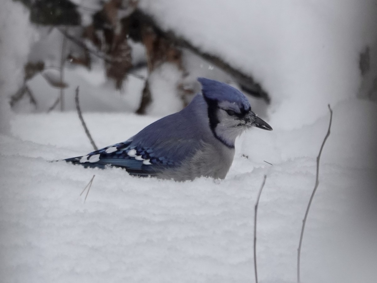 Blue Jay - ML647903034
