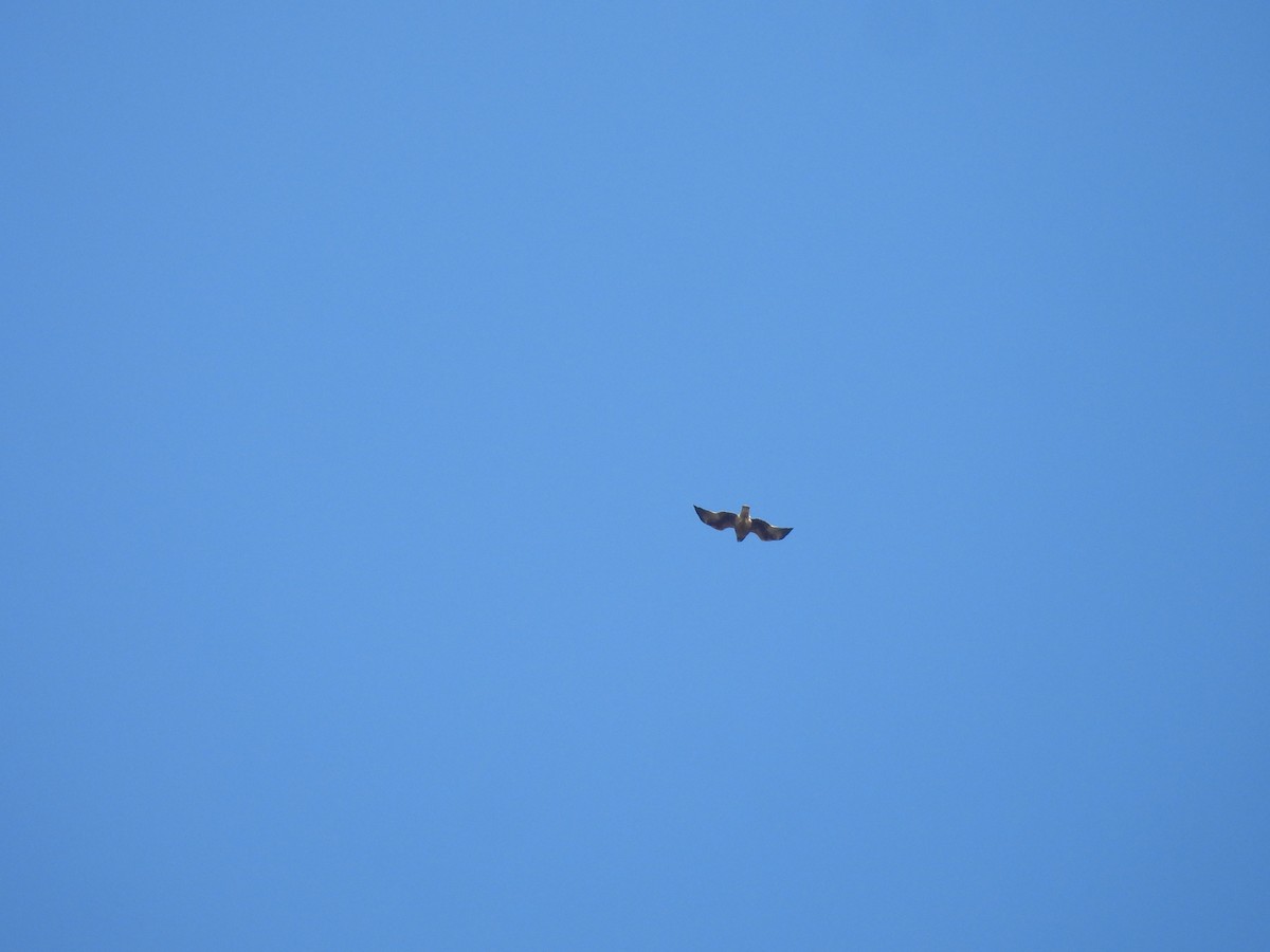 Канюк sp. - ML647903050