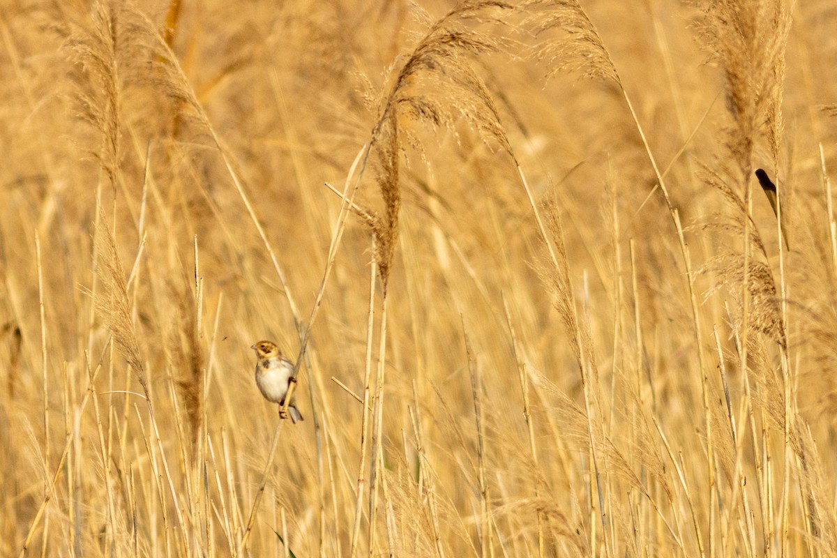 krattspurv - ML647903052