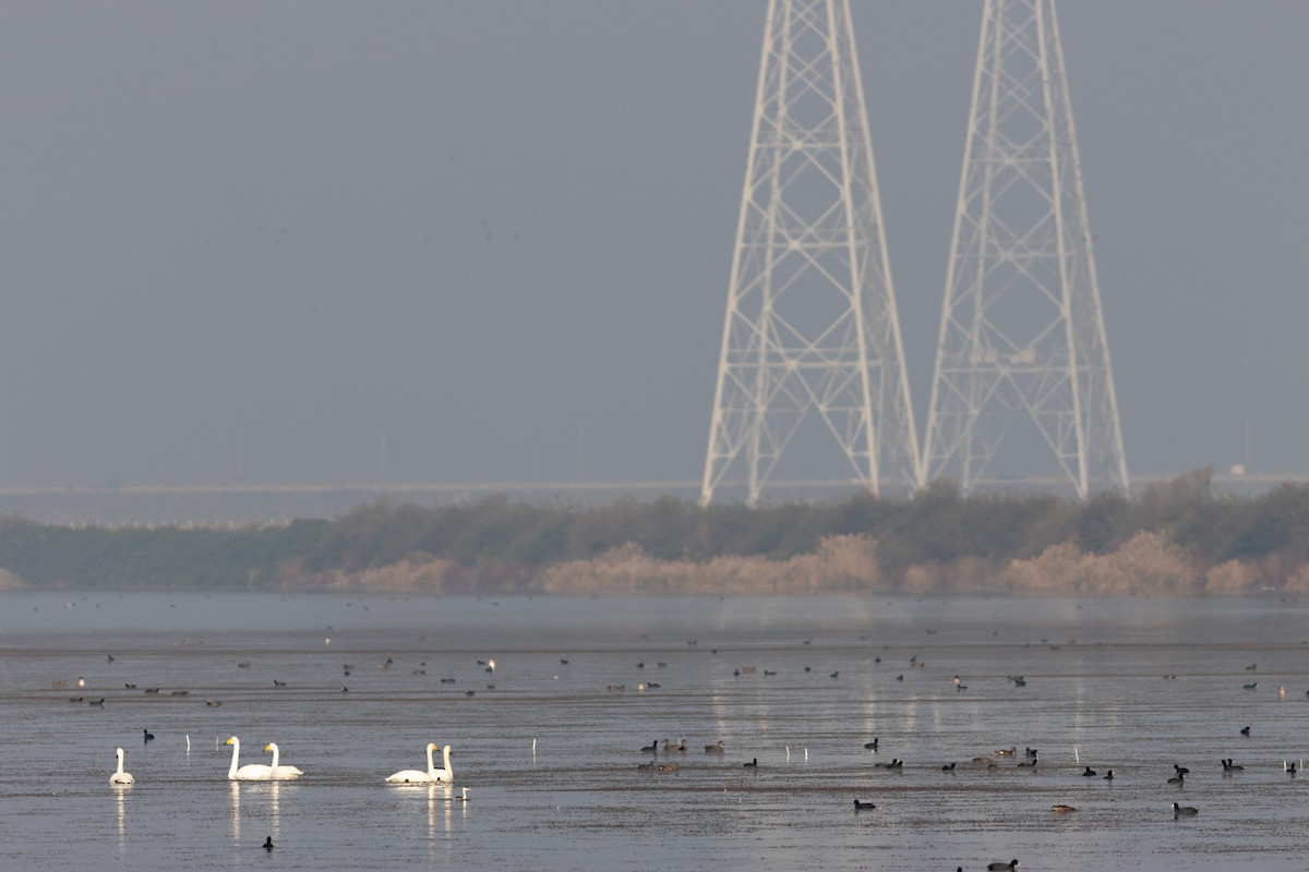 sangsvane - ML647903058