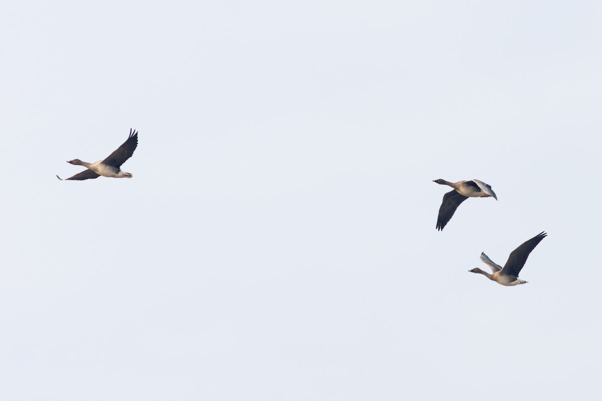 tundrasædgås - ML647903062