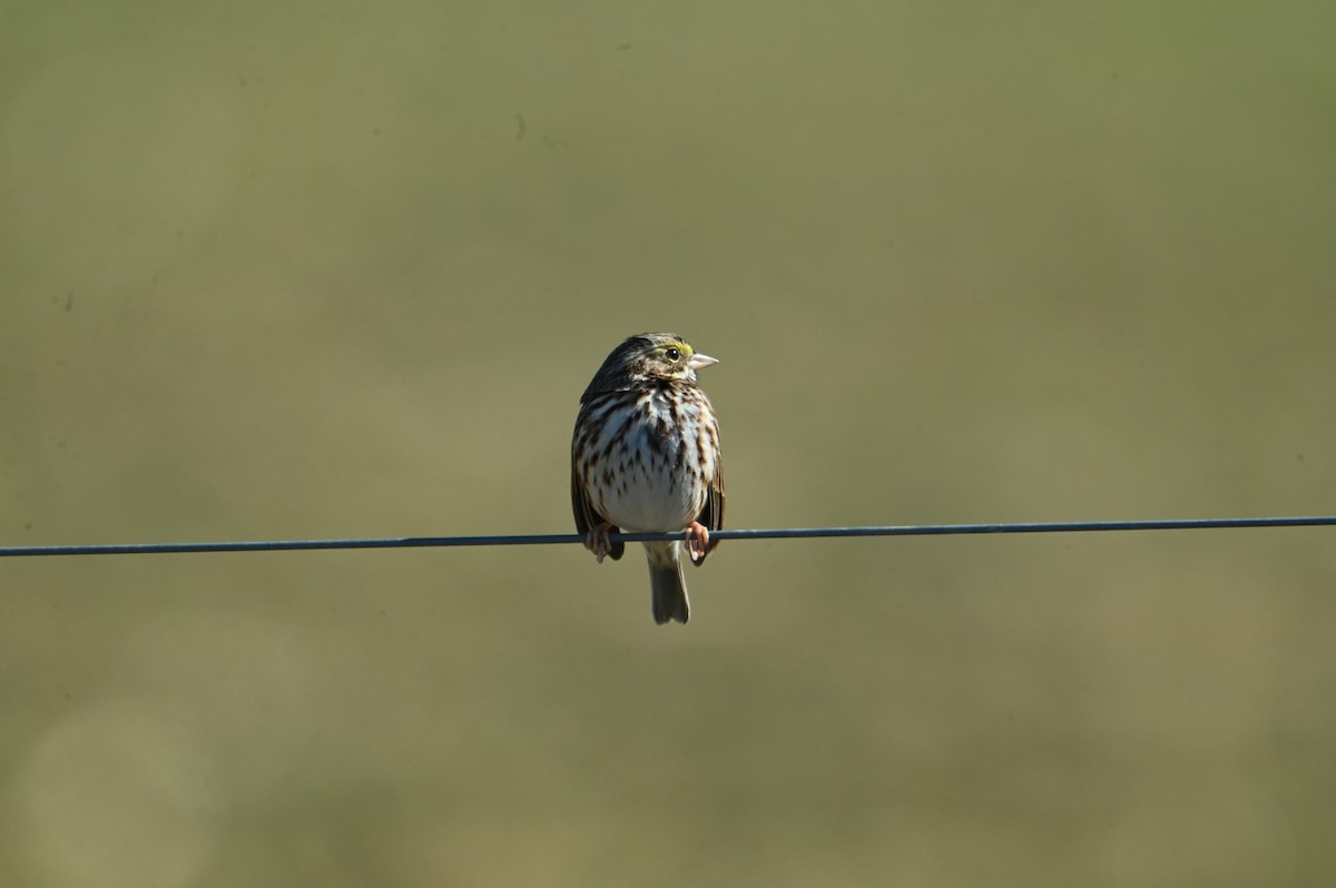 Grasammer - ML647903117