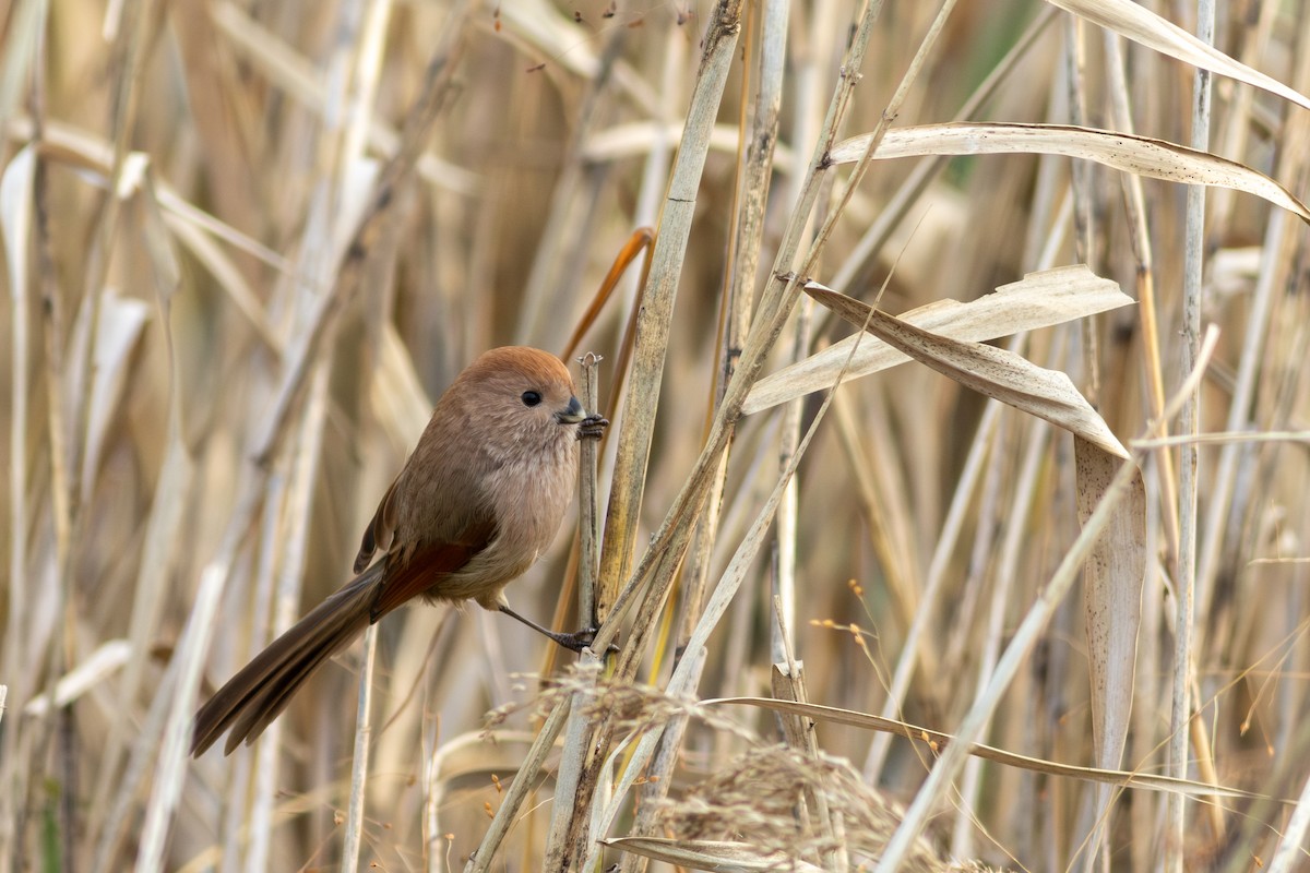 rosenbuttnebb - ML647903144